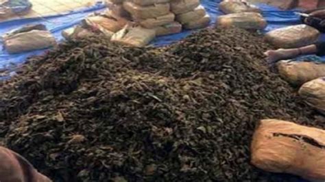 3000 Kg Ganja Worth Rs 80 Lakh Seized In Andhra Pradesh । 80 लाख रुपये