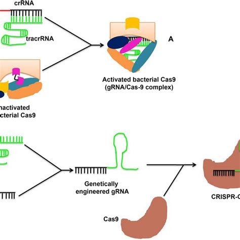 Crispr Cas Systems A The Bacterial Crispr Cas System Forms When Grna