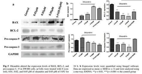 Caspase 3 Antibody Affinity Biosciences Ltd亲科生物官网