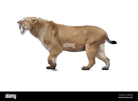 Illustration Et Photo Reconstruction D Un Chat Dents De Sabre Ou