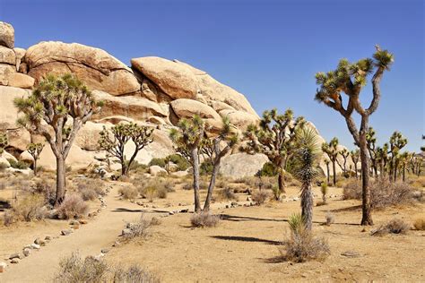 Mojave National Preserve - Wander Westward