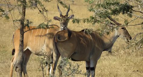 Birding Tours In Uganda Extraordinary Uganda Birding Safaris