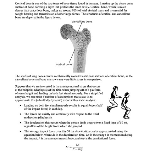 Cortical Vs Cancellous Bone