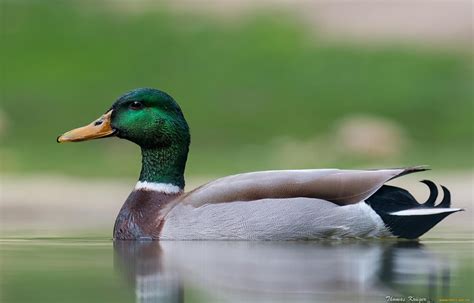 Mallard Wallpapers - Top Free Mallard Backgrounds - WallpaperAccess