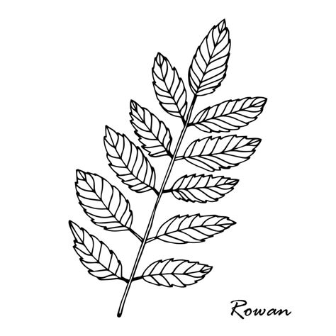 Leaf Of Rowan Tree Isolated On White Vector Art At Vecteezy