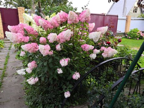 Гортензия Мельба Фрайз в ландшафтном (78 фото) - 78 фото