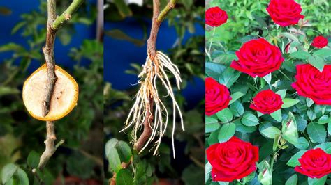 Great Method Of Propagate Rose By Air Layering Using Banana Slice🍌 How To Grafting Youtube