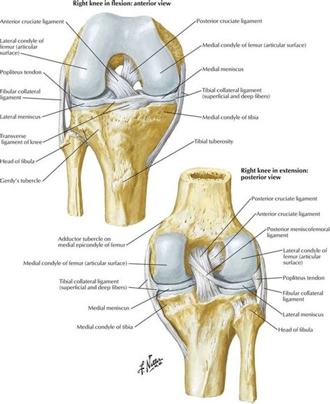 7 Lower Limb Basicmedical Key