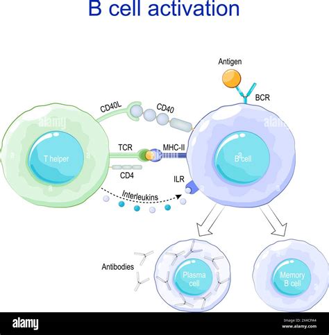 B Cell Activation Antigen Presentation Plasma Cells And Antibody