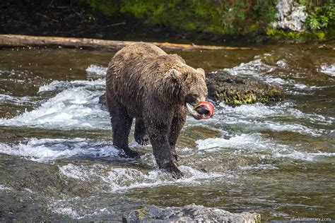 Bear Viewing in Alaska - Best Places, Tours & Tips