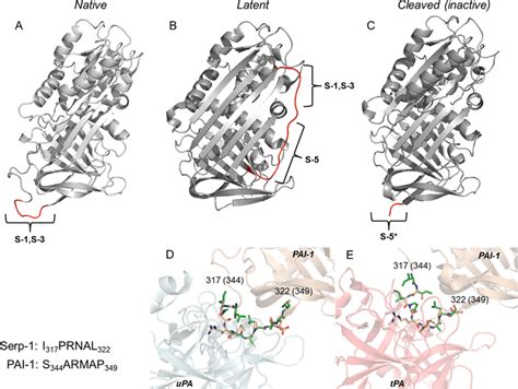 Structural Basis Of S S And S Design And Function From The