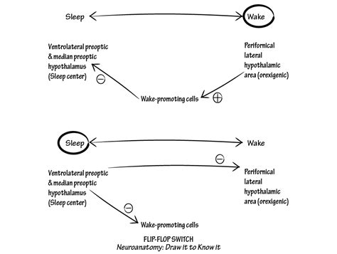 Neuroscience Fundamentals: Flip-Flop Switch | ditki medical ...