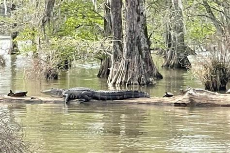 Wildlife Tour Lake Marion, Santee, South Carolina - Santee Boat Rentals