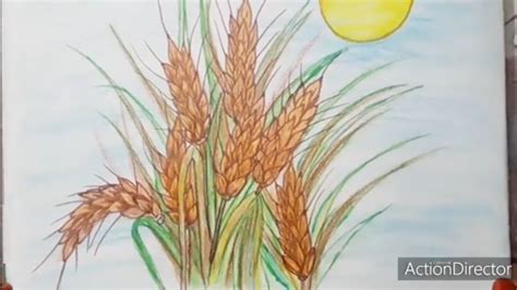 How To Draw Wheat Crops Youtube