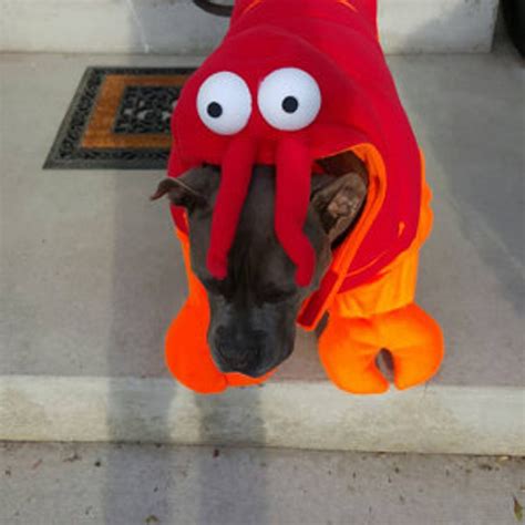 lobster dog costume 8