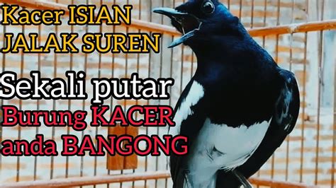 KACER GACOR BONGKAR ISIAN Cocok Untuk MASTERAN KACER LOMBA Dan Susah