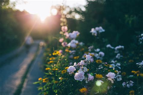 Rose garden during the sunset | High-Quality Nature Stock Photos ...