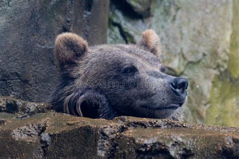 Ursus Arctos Terribilis Urso Grisalho Bonitinho Se Inclinando Na Parede