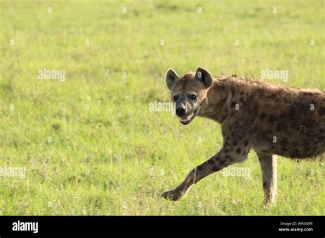 Spotted Hyena Crocuta Crocuta Running In The Savannah Masai Mara