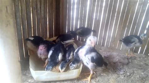 Beginilah Anak Ayam Berumur 2 Minggu Perawatan Yang Sangat Cepat