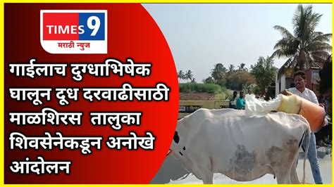 गाईलाच दुग्धाभिषेक घालून दूध दरवाढीसाठी माळशिरस तालुका शिवसेनेकडून अनोखे आंदोलन Viral News