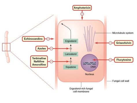 Antifungal Drugs Ppt