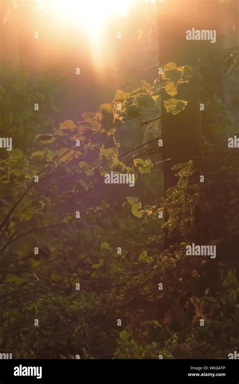 Nature Loving Wonderland Hi Res Stock Photography And Images Alamy