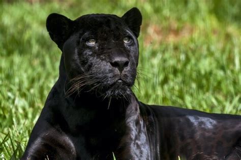 Jaguar Meaning & Symbolism & the Jaguar Spirit Animal UniGuide