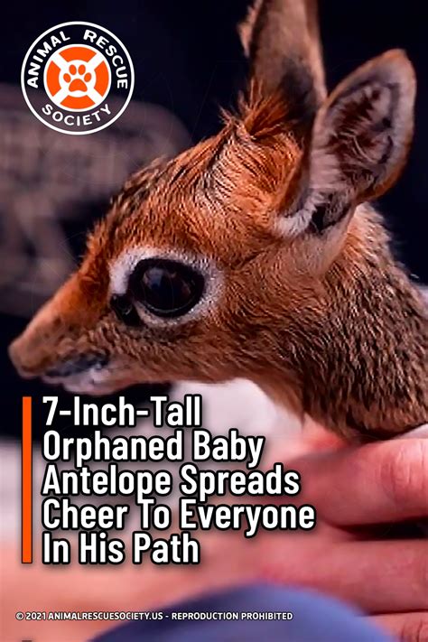 7-Inch-Tall Orphaned Baby Antelope Spreads Cheer To Everyone In His Path – Animal Rescue Society