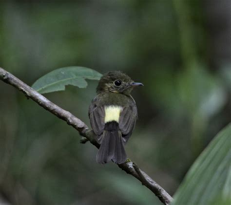 Foto assanhadinho Myiobius barbatus Por Fausto Araújo Wiki Aves A