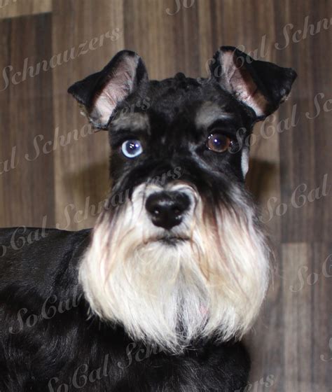 Miniature Schnauzer Eye Color – US Prestigious Miniature Schnauzers