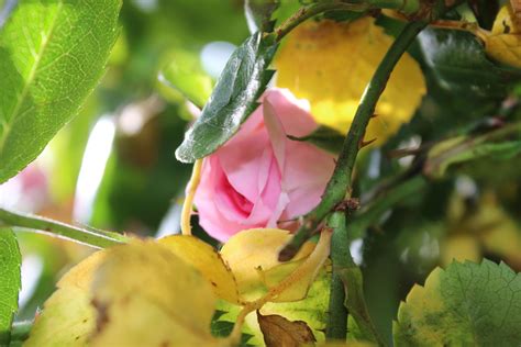 Rosal con las hojas amarillas causas y cómo curarlo Guía práctica