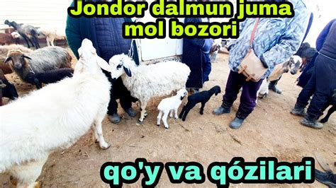 Jondor Dalmundagi Juma mol bozori qóy va qózilar narxlari 18 02 2022