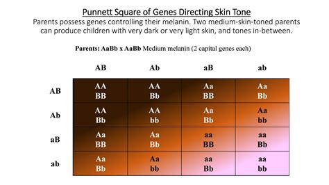 Punnett Square Eye Color Chart