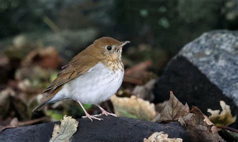 Penny S Hot Birding And Life MEGA VEERY AT LUNNA SHETLAND