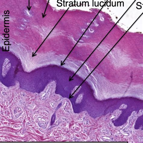 Histology Exam Ii Practical Flashcards Quizlet