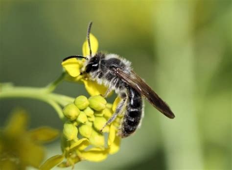 colletidae || BeeKeeping