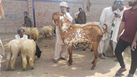 Makhi Chena Bakre Rajanpuri Bakre Desi Chatre Katu Maal Qurbani