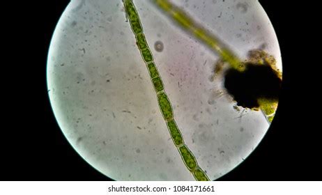 Green Algae Under Microscope Stock Photo 1084171658 | Shutterstock