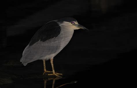 Night-Herons and other nocturnal birding in southern Florida by Alex