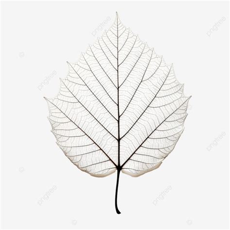 Birch Leaf Outline, Birch, Leaf, Foliage PNG Transparent Image and ...