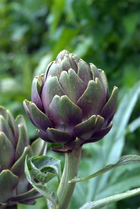 Artichoke A Prime Artichoke Take In The Kitchen Garden At Flickr