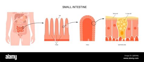 Small intestine anatomy, illustration Stock Photo - Alamy