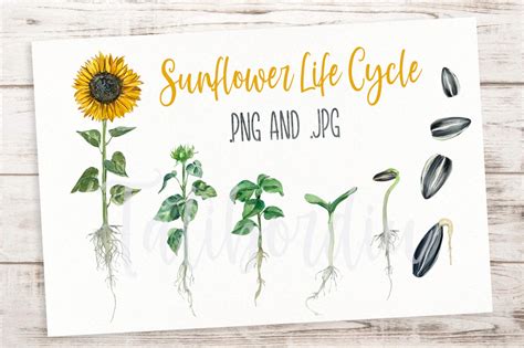 Sunflower Life Cycle Clip Arts And Print Etsy Israel