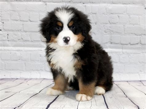 39+ Bernese Mountain Dog Black Image - Bleumoonproductions