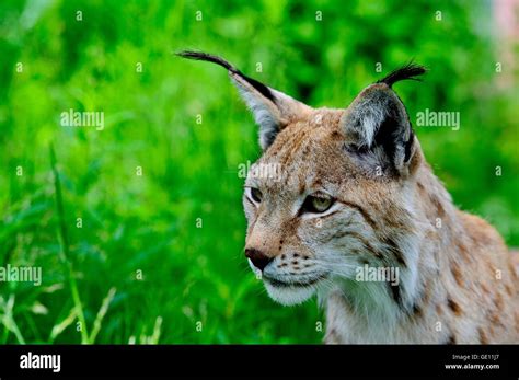 Zoology Animals Mammal Mammalian Lynx Eurasian Lynx Lynx Lynx