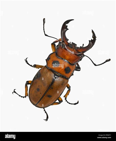 Stag Beetle Homoderus Mellyi Stock Photo Alamy