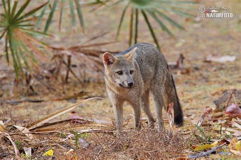 Crab Eating Fox Photos Crab Eating Fox Images Nature Wildlife