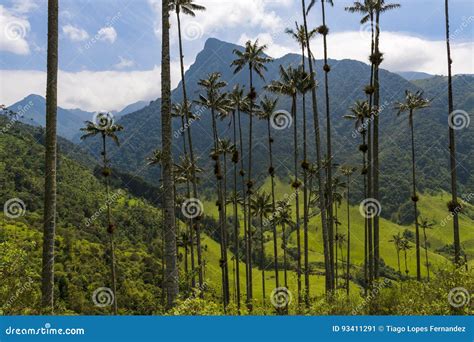 与金迪奥省蜡榈树的风景cocora谷在前景，在哥伦比亚 库存图片 图片 包括有 国家 人们 93411291