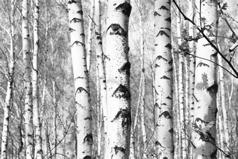 Birch Tree Black And White Birch Trees In Black And White — Stock